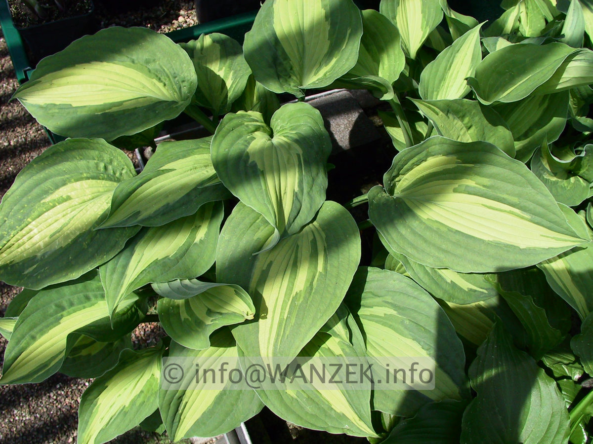 Hosta fortunei Aureomaculata Beaumont 03.jpg